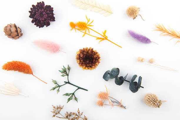 istock Dry flowers and leaves on white backgrounds 1353803016