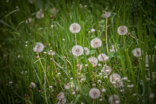 Picture of fluffy white dandelion flowers. Taraxacum is a large genus of flowering plants in the family Asteraceae, which consists of species commonly known as dandelions. The scientific and hobby study of the genus is known as taraxacology.