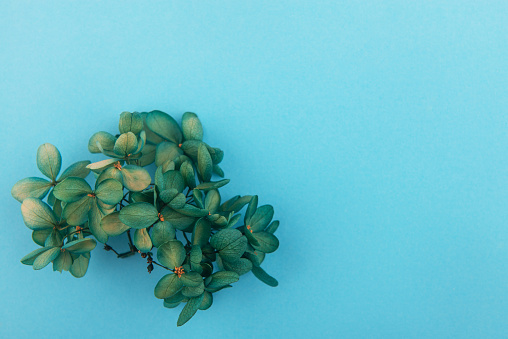 Dry flowers isolated on blue paper