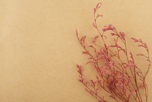 Dry flowers  isolated on brown paper
