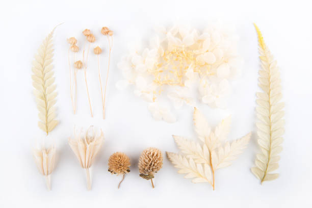 istock Dry flowers and leaves on white backgrounds 1353803210
