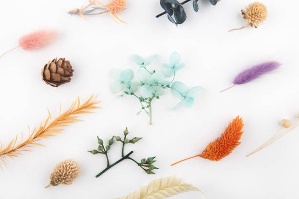 istock Dry flowers and leaves on white backgrounds 1353803291