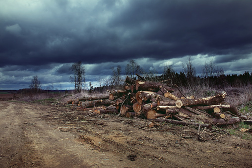 Deforestation and illegal logging. Felling of trees. Stacks of sawn wood. Wood logs, timber harvesting, industrial destruction. environmental problems and barbaric attitude to natural resources