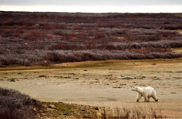 istock Polar bear walking in the tundra 1353807975