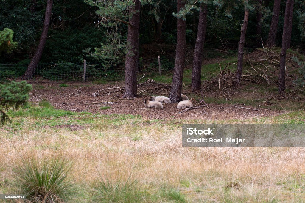 Small herd of Drenthe Heath Sheep Used for vegetation management in forest Color Image Stock Photo