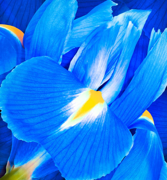 istock Blue iris flower. Floral background. Closeup. Nature. 1353810374