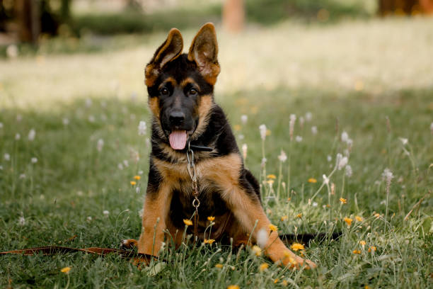 istock Image of a sitting German Shepherd puppy in a park 1353811247