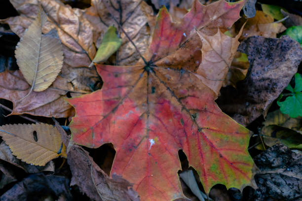istock Red dried Leaves on the ground 1353811740