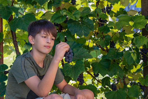 A teenage boy dressed in a green T-shirt holds in his hand in front of his mouth a ripe bunch torn from a green vine and enjoys the view of it.