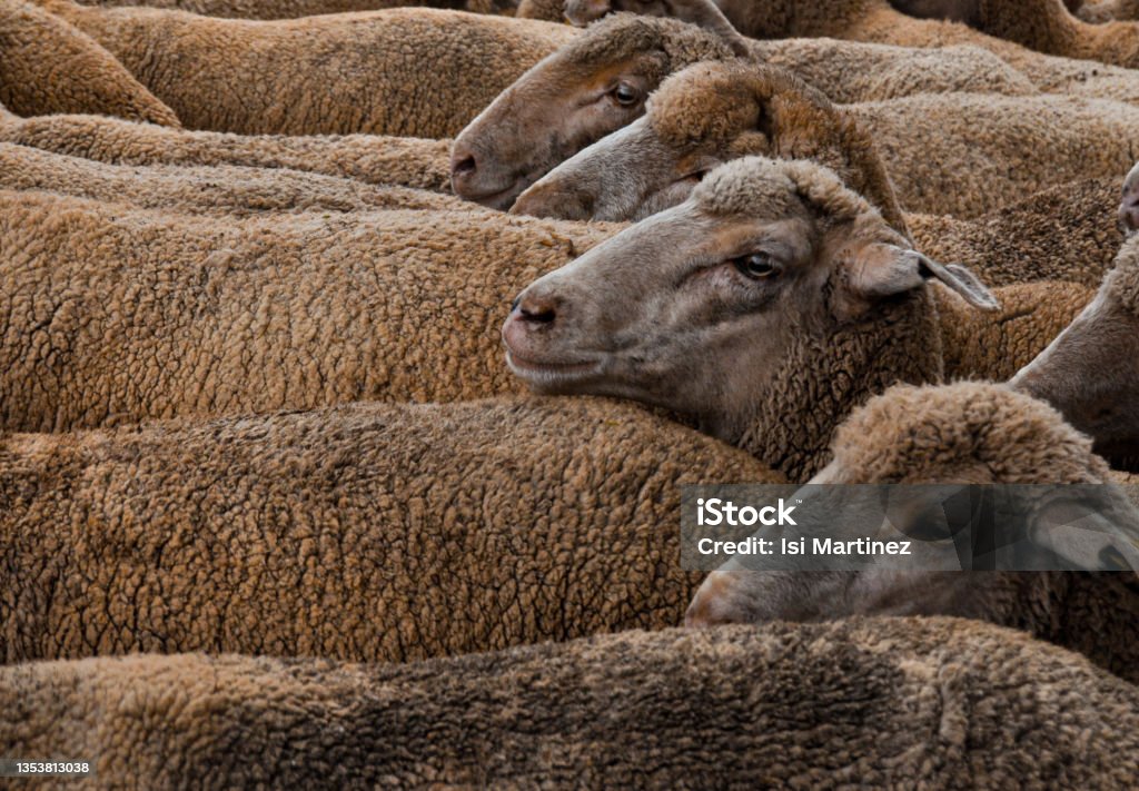Close-up of a flock of sheep A flock of sheeps walking near each other Flock Of Sheep Stock Photo