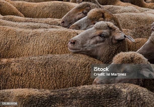 Closeup Of A Flock Of Sheep Stock Photo - Download Image Now - Flock Of Sheep, Close-up, Herd