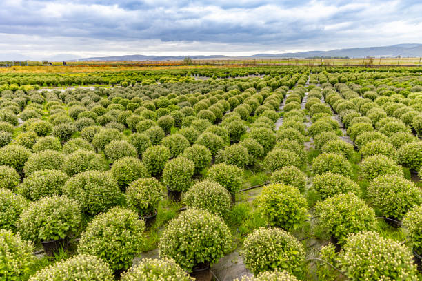 Extensive view of beautiful field of fresh Chrysanthemum flower plants