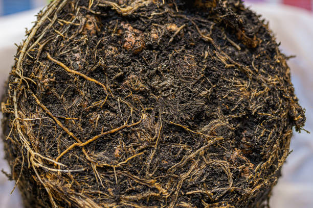 rotten root system in soil of plant clod of earth with intertwined plant roots taken from a flowerpot. Rotten Pot Flower Roots decay stock pictures, royalty-free photos & images
