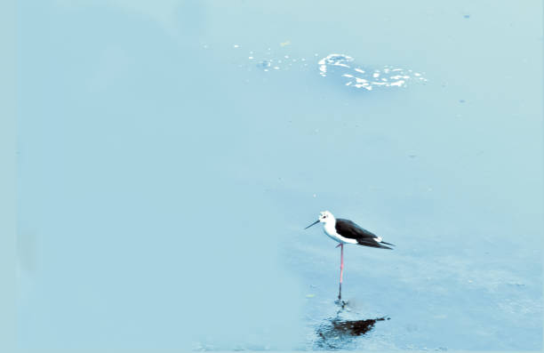istock Wildlife - Bird - Black winged Stilt 1353814952
