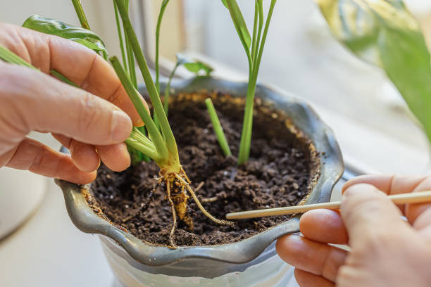 istock Houseplant care. 1353816276