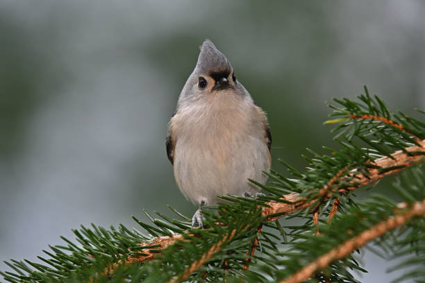 mésange touffue, vue de face - tufted tit photos et images de collection