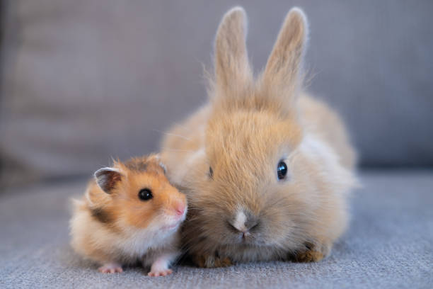 hamster and rabbit sitting side by side, animal friendship concept - mammals imagens e fotografias de stock