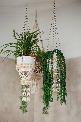 A close-up shot of three hanging baskets with houseplants, they are hooked to the ceiling in the bathroom.