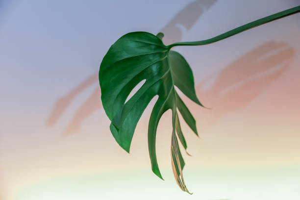 istock Close up of green monstera leaf on a backlit light background 1353826547