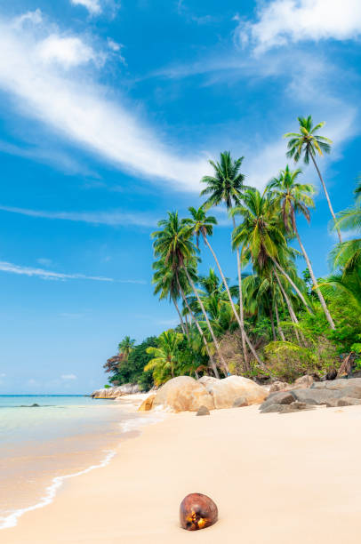 coconut on idyllic tropical beach - onbewoond eiland stockfoto's en -beelden