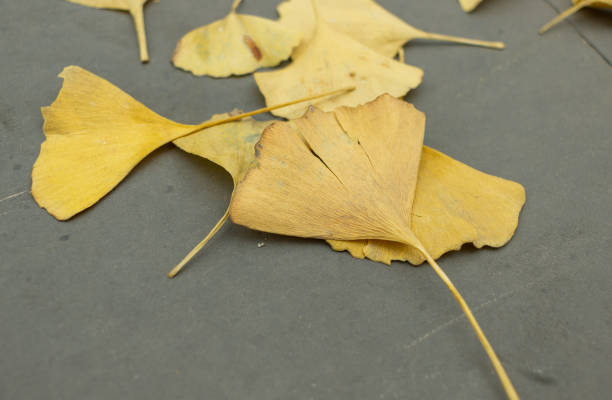 feuilles fanées sur la route, qui sont des feuilles d’arbre ginkgo. saison d’automne - aile vestigiale photos et images de collection