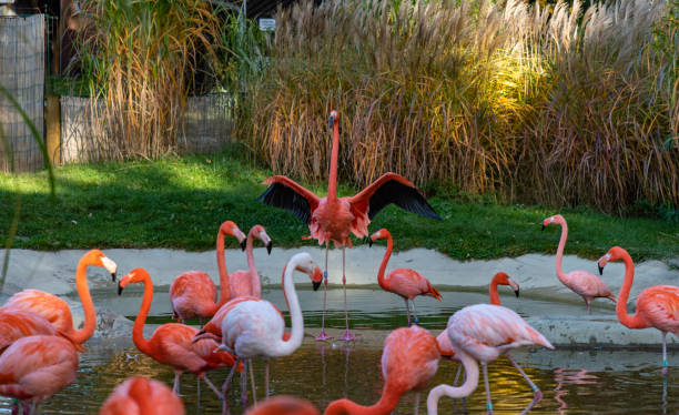 istock American Flamingos 1353827511