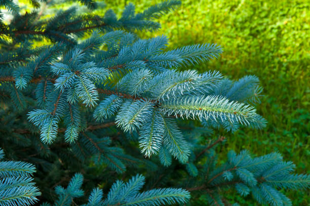 Blue Spruce stock photo