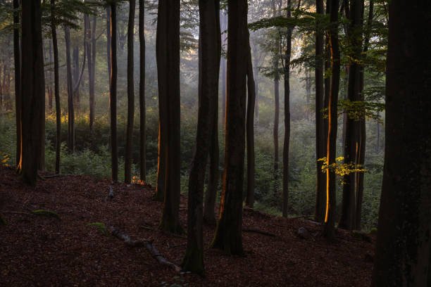 istock Low sun shines in a summer forest. 1353830875