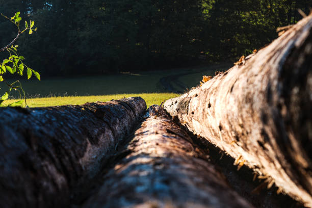 Perspective view along felled tree trunks in the sunlight. The subject is lost in the blur.