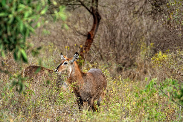 istock A picture of a Gnu in the savanna 1353832833