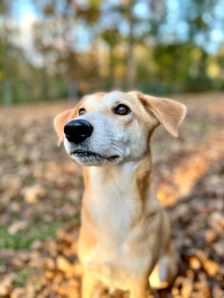 istock Dog with nose pointed up 1353832842