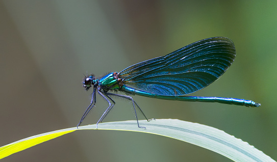 Male banded demoiselle