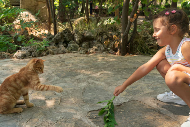 istock Cat and Child at Play 1353835098