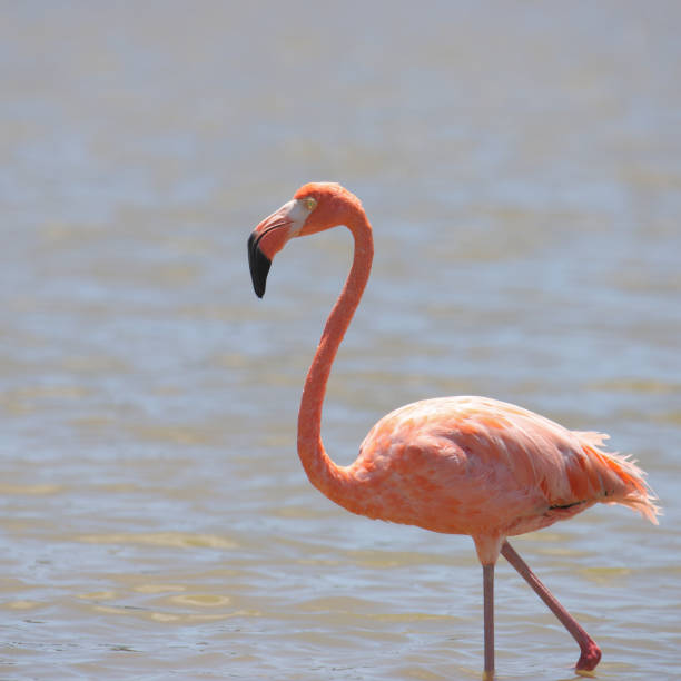 istock American Flamingo (phoenicopterus ruber) 1353835548