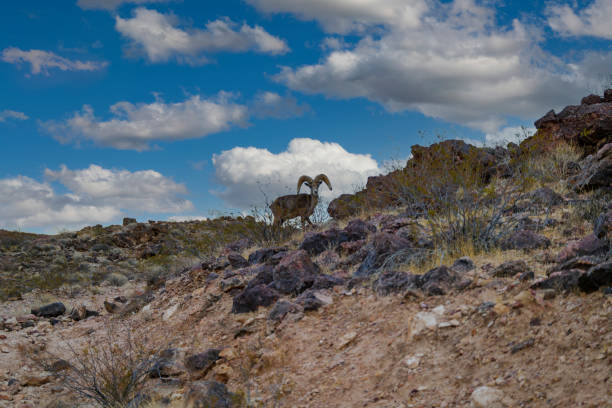 Wild Desert  Bighorn Sheep in Nevada mountain
