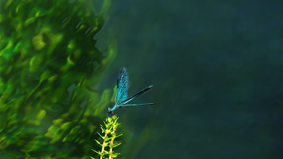 Bavaria, Germanay. Close-up of a beautiful opend Blue-winged Demoiselle Calopteryx virgo Dragonfly.