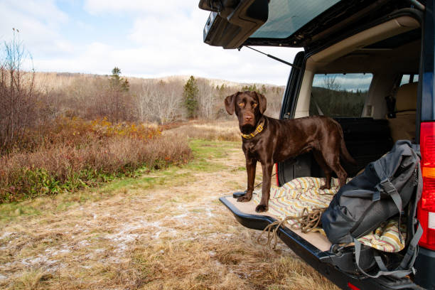 istock A Labrador Retriever on the tailgate of a SUV. 1353837740