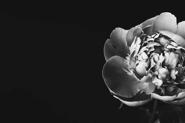 istock Peony closeup. Black and white photo 1353837781