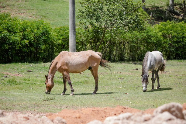 istock horses in the pasture feeding in nature. 1353838658