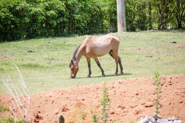 istock horses in the pasture feeding in nature. 1353838672