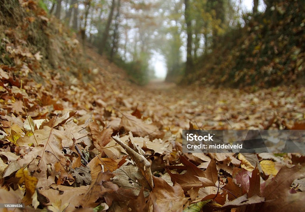 Herbst - Lizenzfrei Abstrakt Stock-Foto