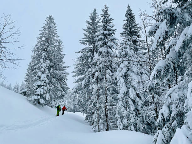 istock Friends backcountry ski up through snowy forest 1353841370