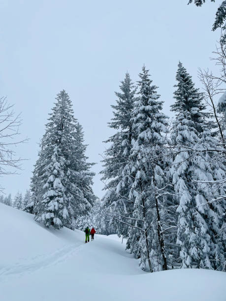 istock Friends backcountry ski up through snowy forest 1353841473