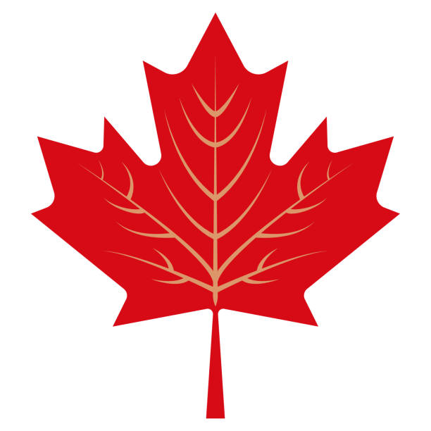 канада кленовый лист плоский векторный значок - maple leaf close up symbol autumn stock illustrations