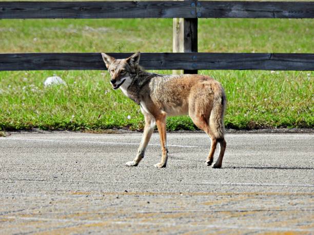 istock Coyote (Canis latrans) in the road near an open field 1353843149