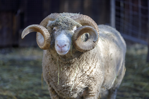 Sheep Ram Closeup. Hidden Villa, San Francisco Bay Area, California.