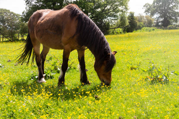 Pretty bay horse grazes peacefully in meadow of yellow wildflowers on a sunny summers day in rural Shropshire. stock photo