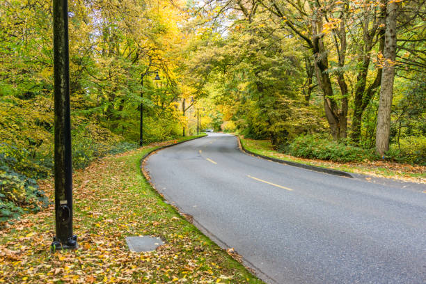istock Washington Park Arboretum Autumn Road 3 1353844245