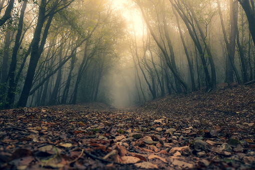 Low level view of a footpath in the foggy forest