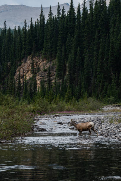 istock Mountain Goats in Jasper National Park 1353844764